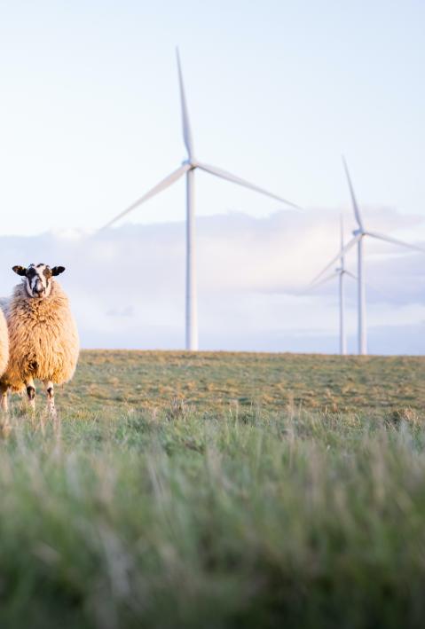 Schafe auf einem Feld mit Windrädern im Hintergrund