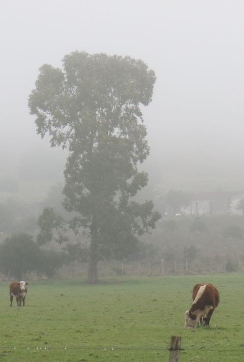 Livestock Aigua Uruguay