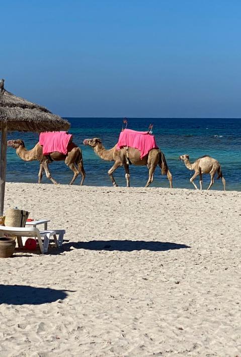 Strand der Insel Djerba in Tunesien.