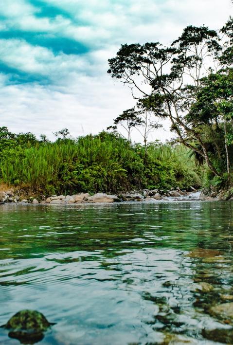 River and forest of the Amazonas