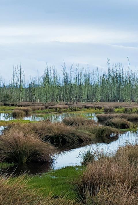 An image of peatland