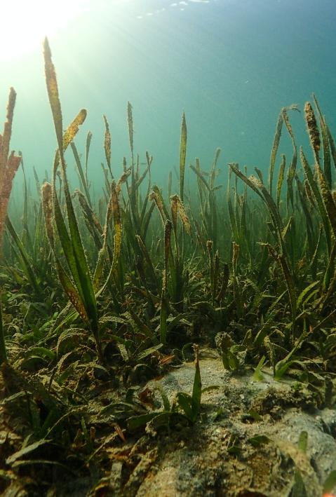 Algae in underwater landscape.