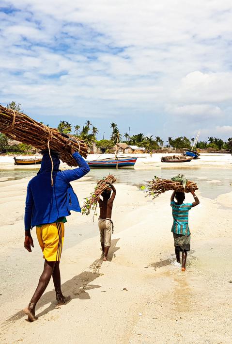 A man and two kids are carrying woods on the beach of Mozambique. 