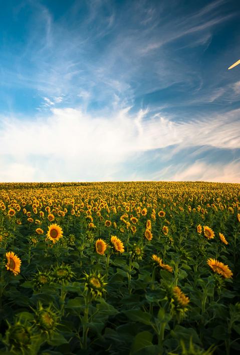 Field of sunflowers and a windmill in the background