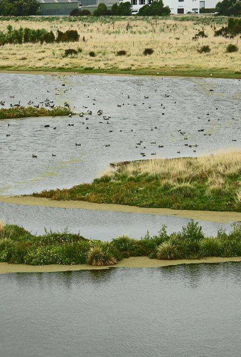 Grünes Grasfeld in der Nähe von Gewässern mit schwimmenden Enten bei Tageslicht