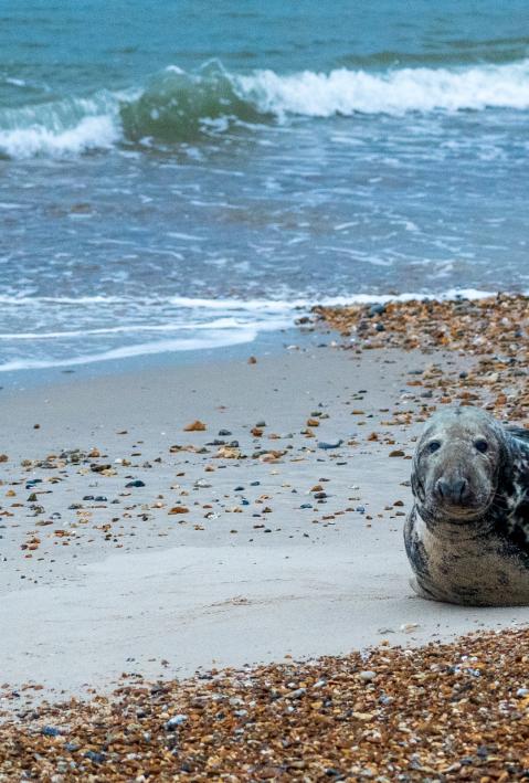 Seal on the Beach
