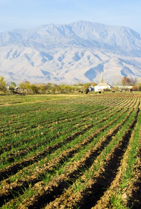 Green onion field in central Asia