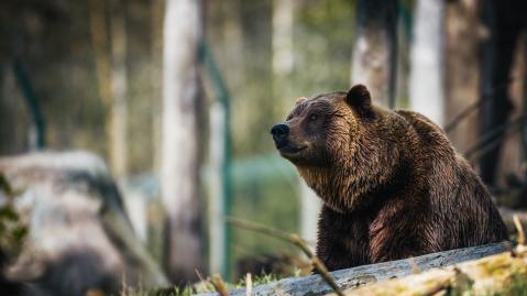 Grizzly bear in the forest. 