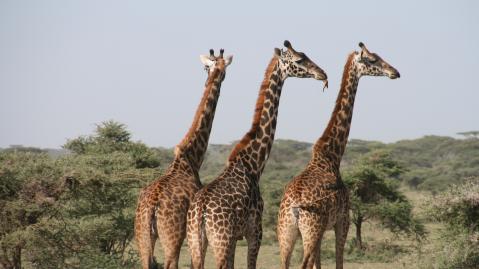 Giraffen Giraffes