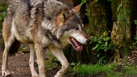 side view of a wolf with mouth slightly open
